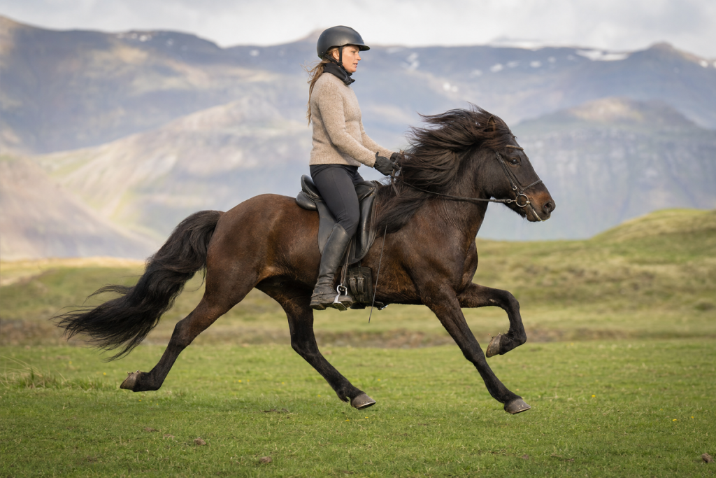 ISLANDSHEST I GALLOP