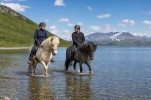 Islandshest som vasser i grunt vann