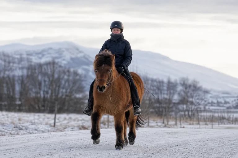 Islandshest – Treningstips for Vintermåneder: Hold deg aktiv og sunn gjennom kulda